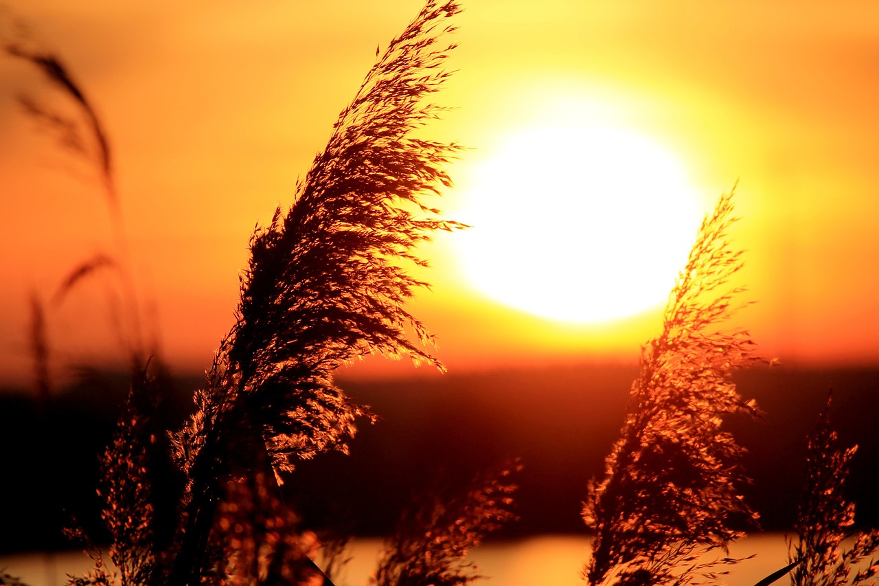 夕阳余晖映照生肖时光，探索生活中的十二种人生智慧
