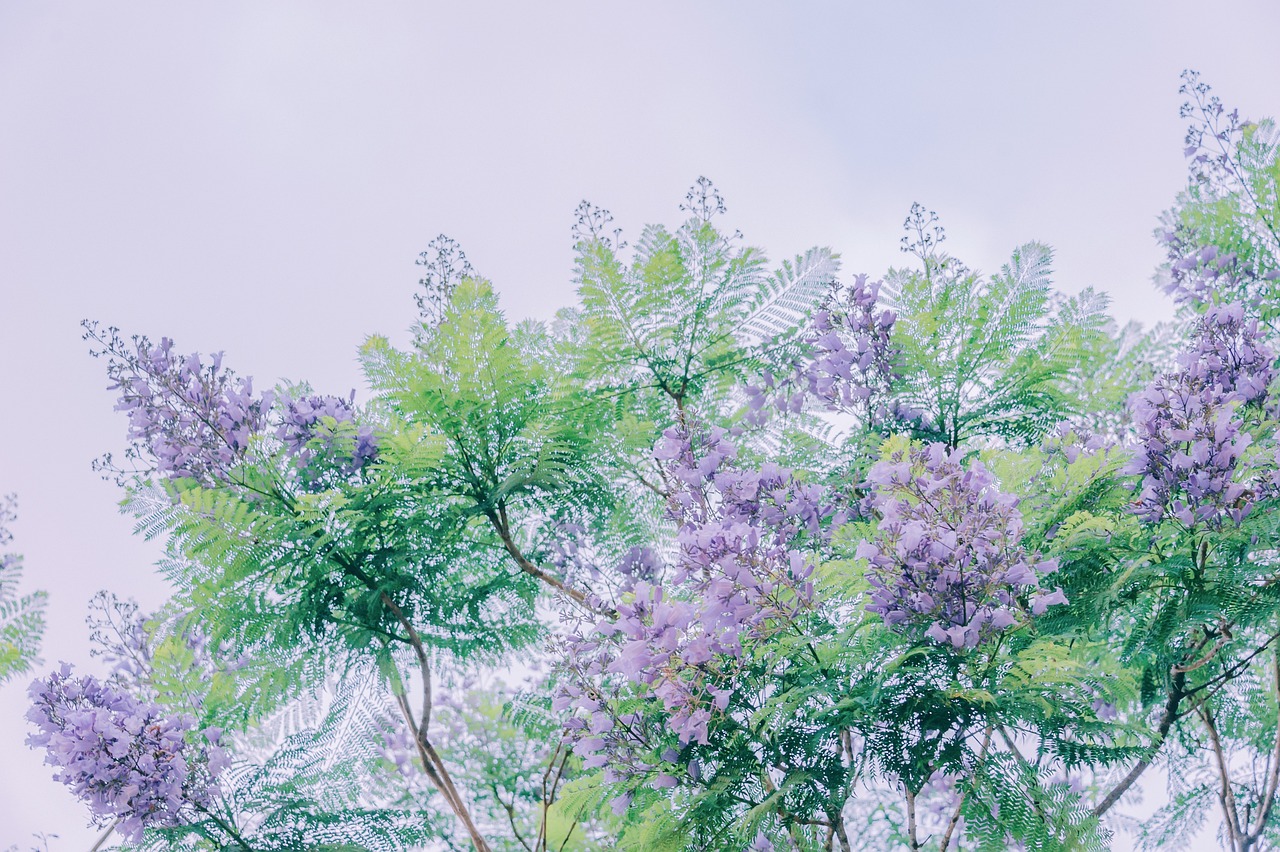绿色办公，静享自然魅力，打造你的专属微型花园——办公室盆景指南