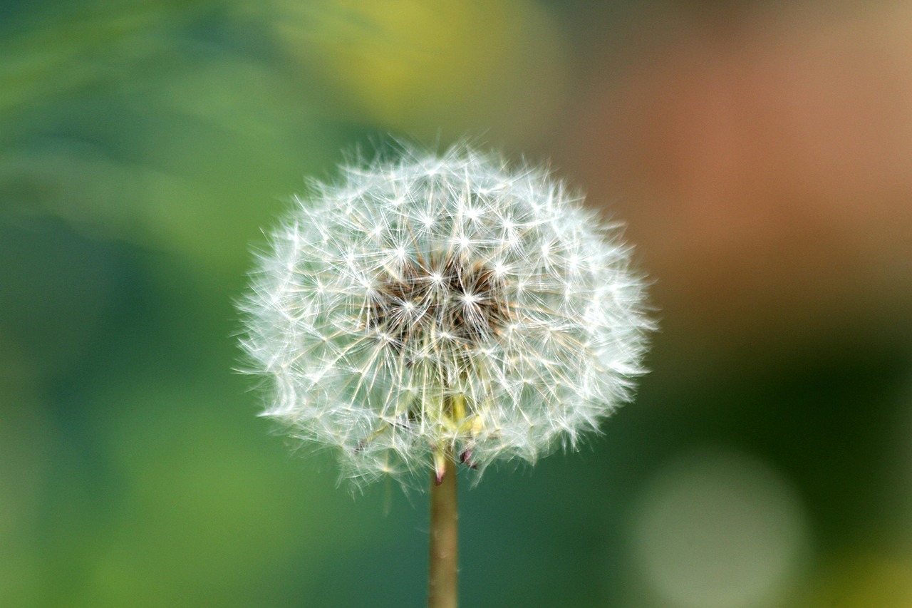 不拘小节，生肖中的大气与豁达