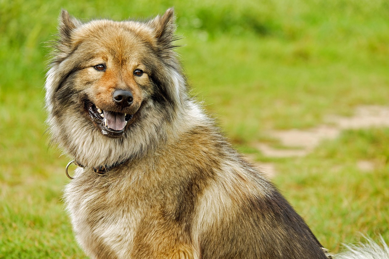 军犬舆情，守护信息安全的忠诚伙伴