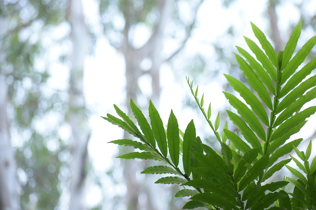 探索自然宝库，植物类药材的种类与应用