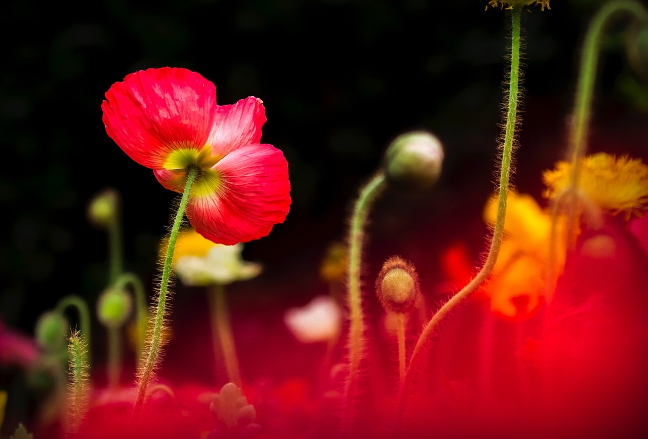 花与生活，探索花朵在人类文化、艺术、科学和日常生活中的深远影响