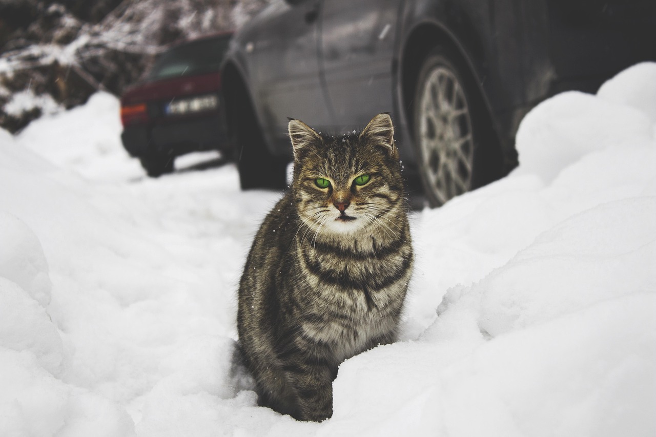 探索熊猫猫的神秘世界，不为人知的冷知识