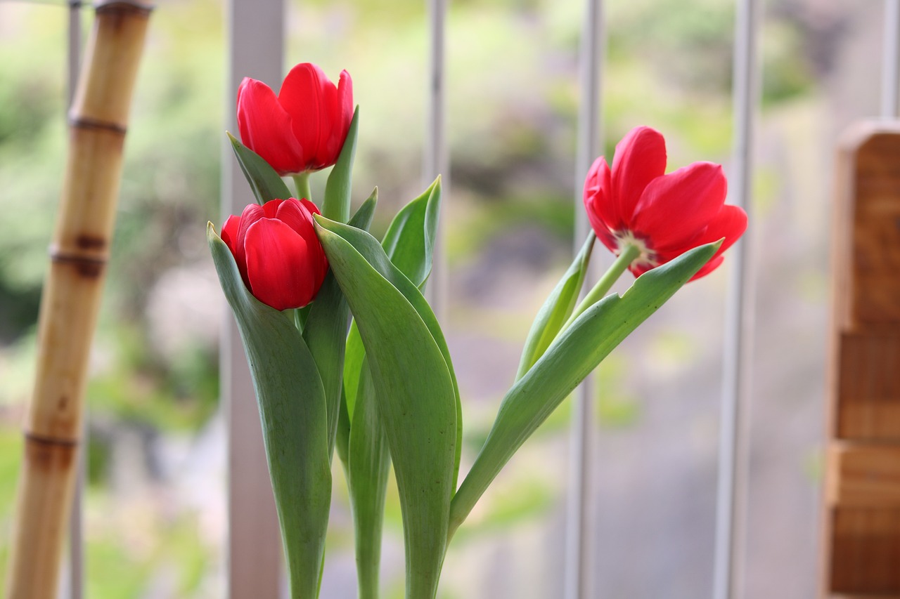 花花世界，揭秘花花背后的花卉奥秘