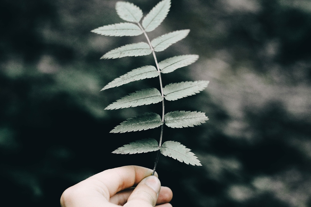 探索中草药的奥秘，中药材知识百科大全图片高清