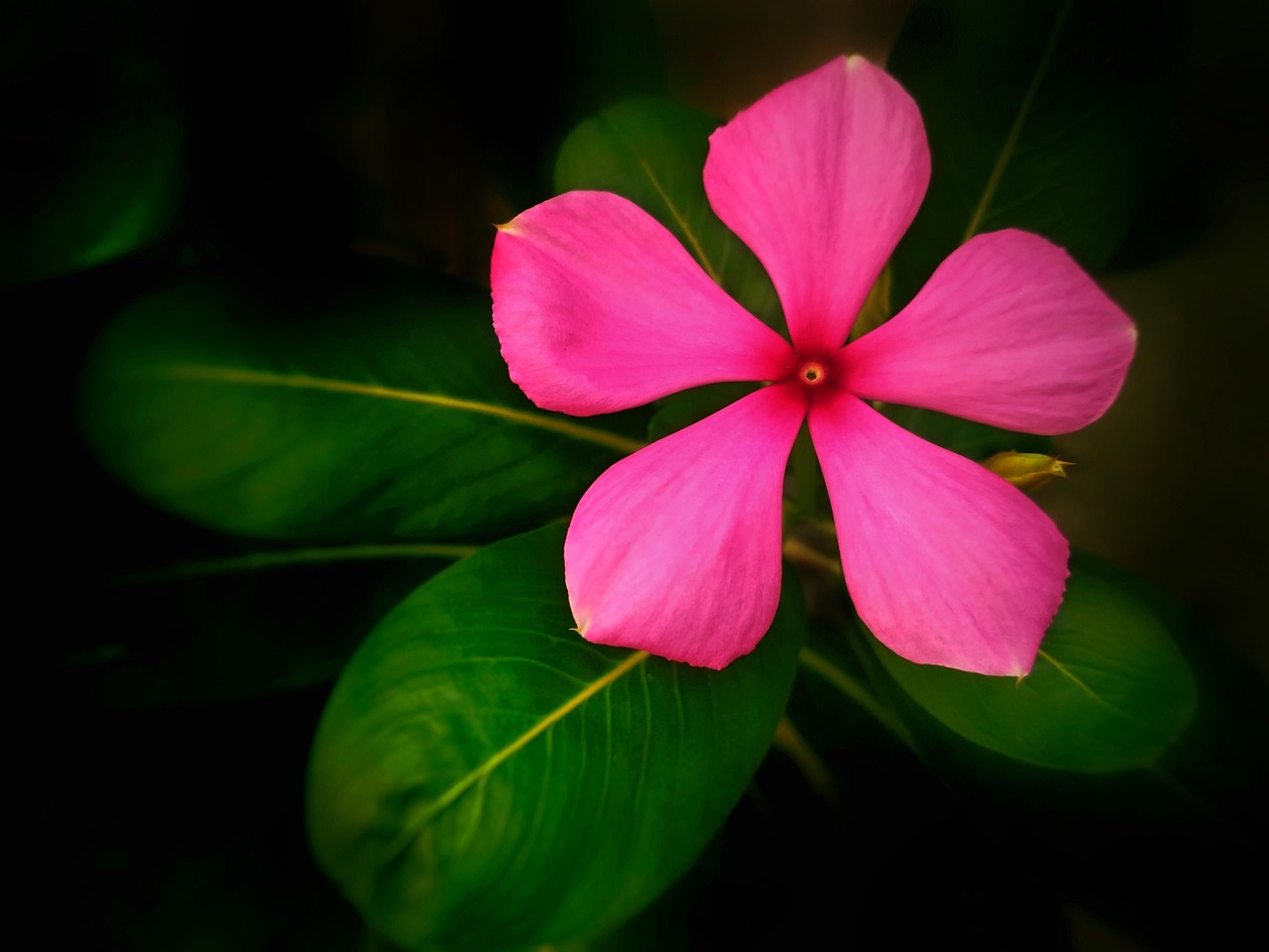 花花世界，探索花花图片全集的魅力与启示