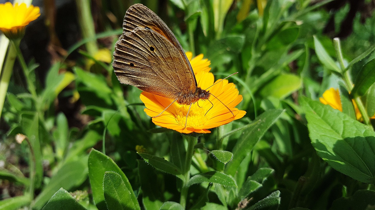 蝴蝶的英文简写，Butterflies in Stomachs and Beyond