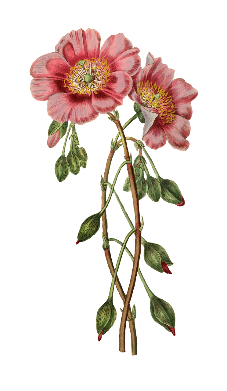 花花世界，如何绘制生动的花卉画作