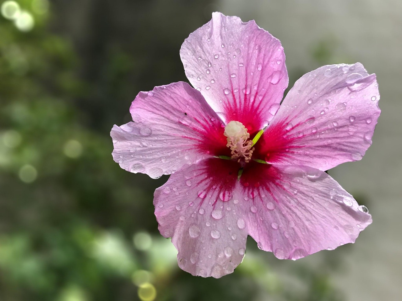 抖音好友送花花，社交互动新趋势与情感表达的艺术