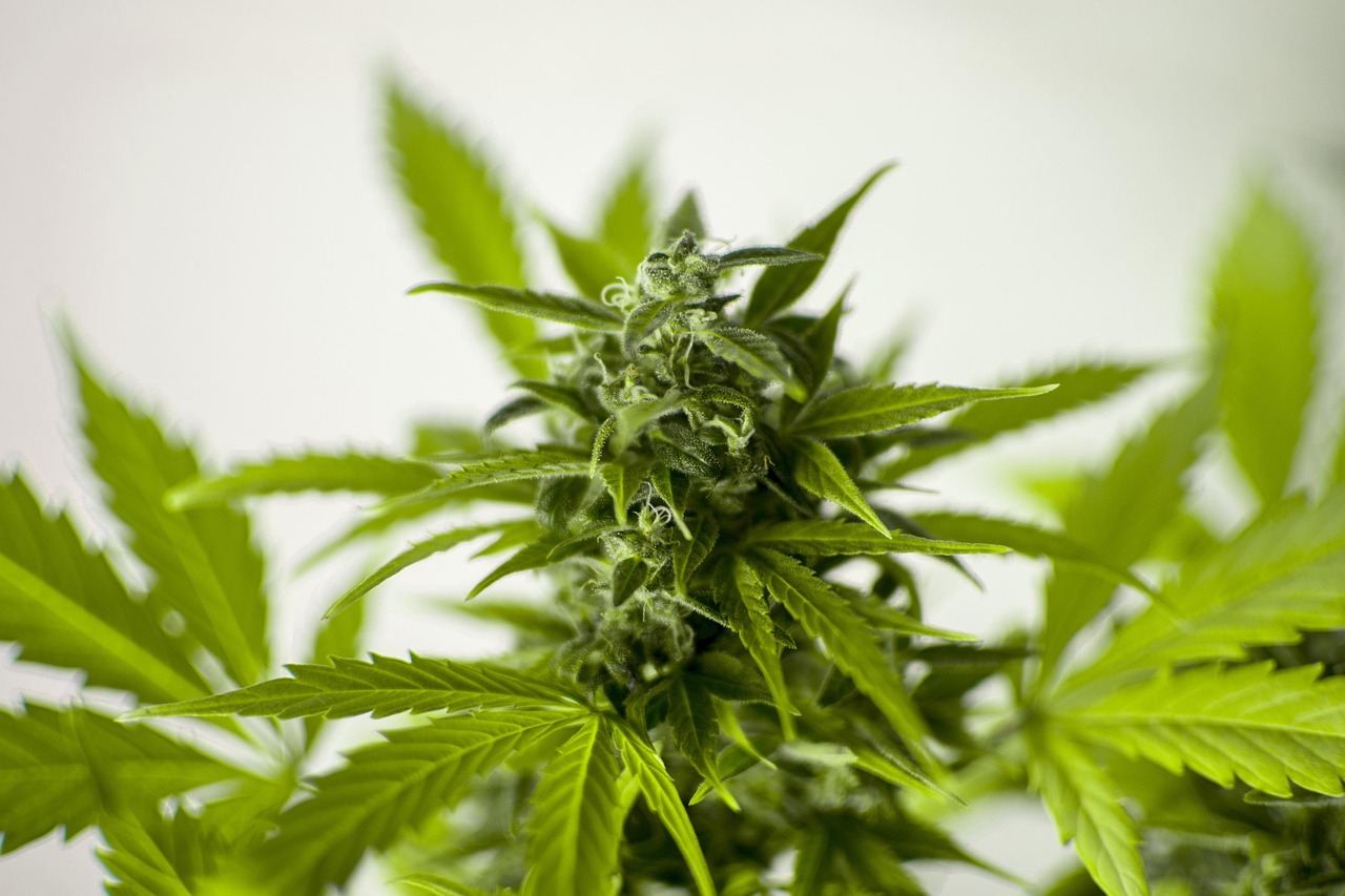 中草药认识大全，防风的药用价值与应用