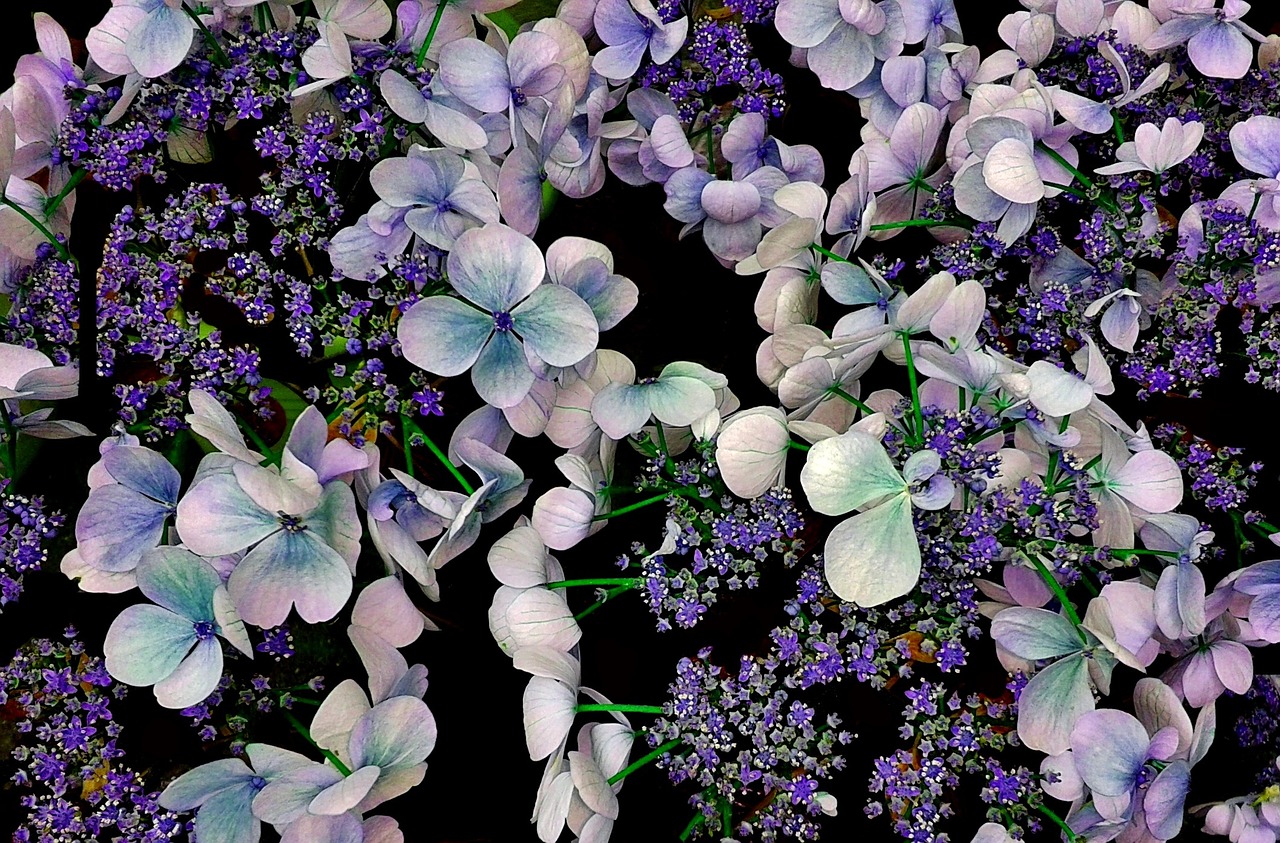 花与月的交响，探索自然之美的图片大全