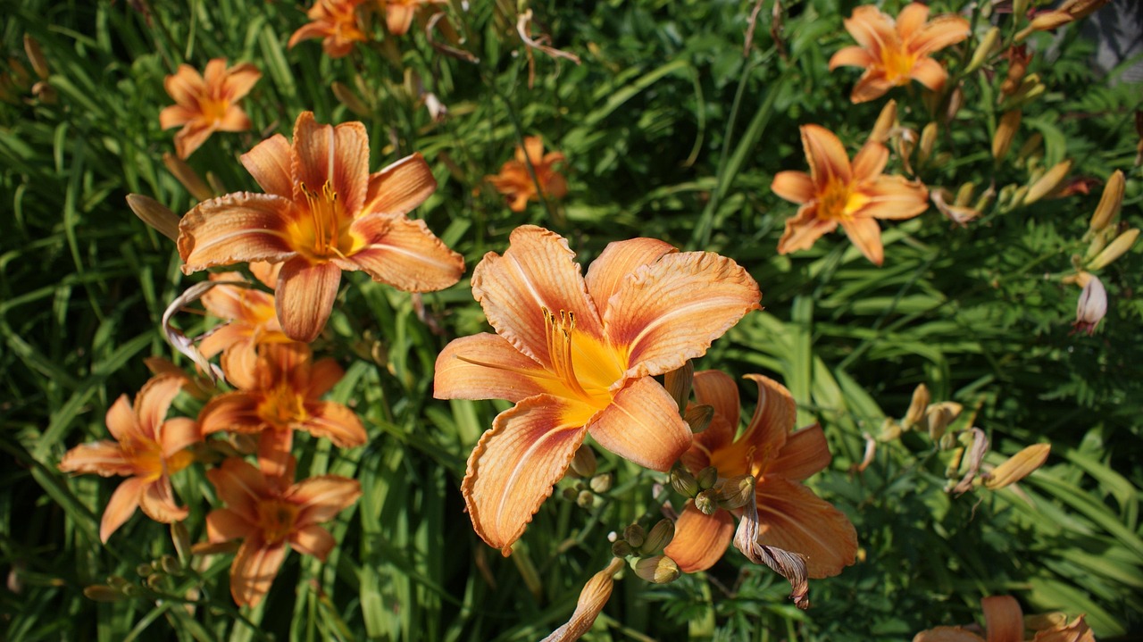 花与名字，探索花卉与人类命名的奇妙联系