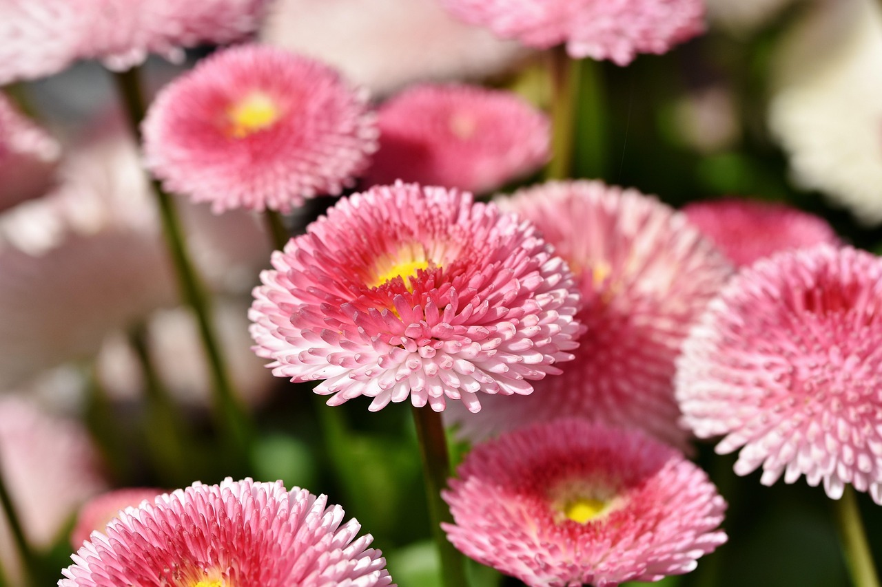 花语心声，探索花朵背后的情感与象征
