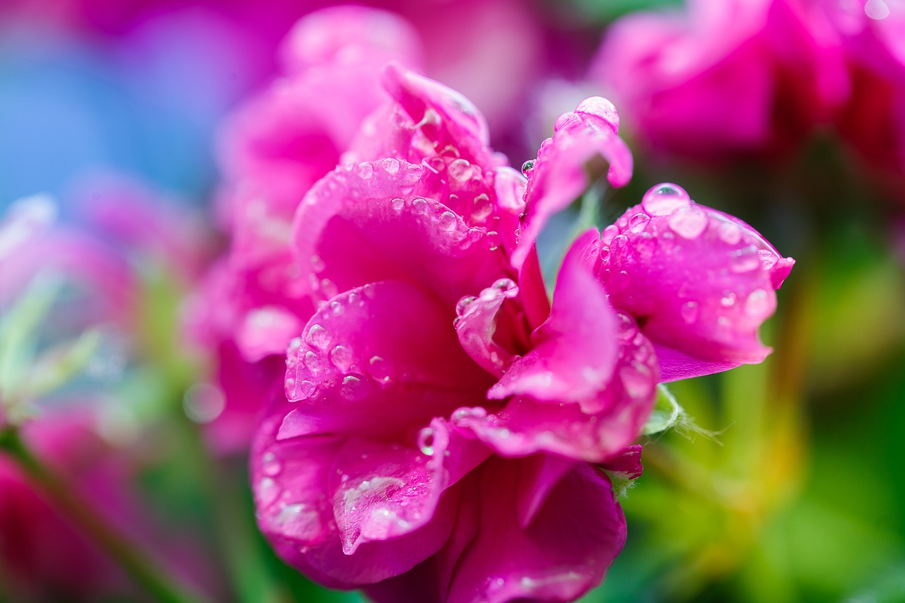 花语探秘，揭秘花朵背后的情感与寓意
