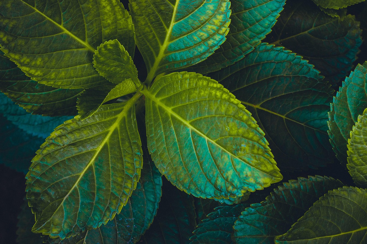 探索自然宝藏，300种草药图片图谱大全
