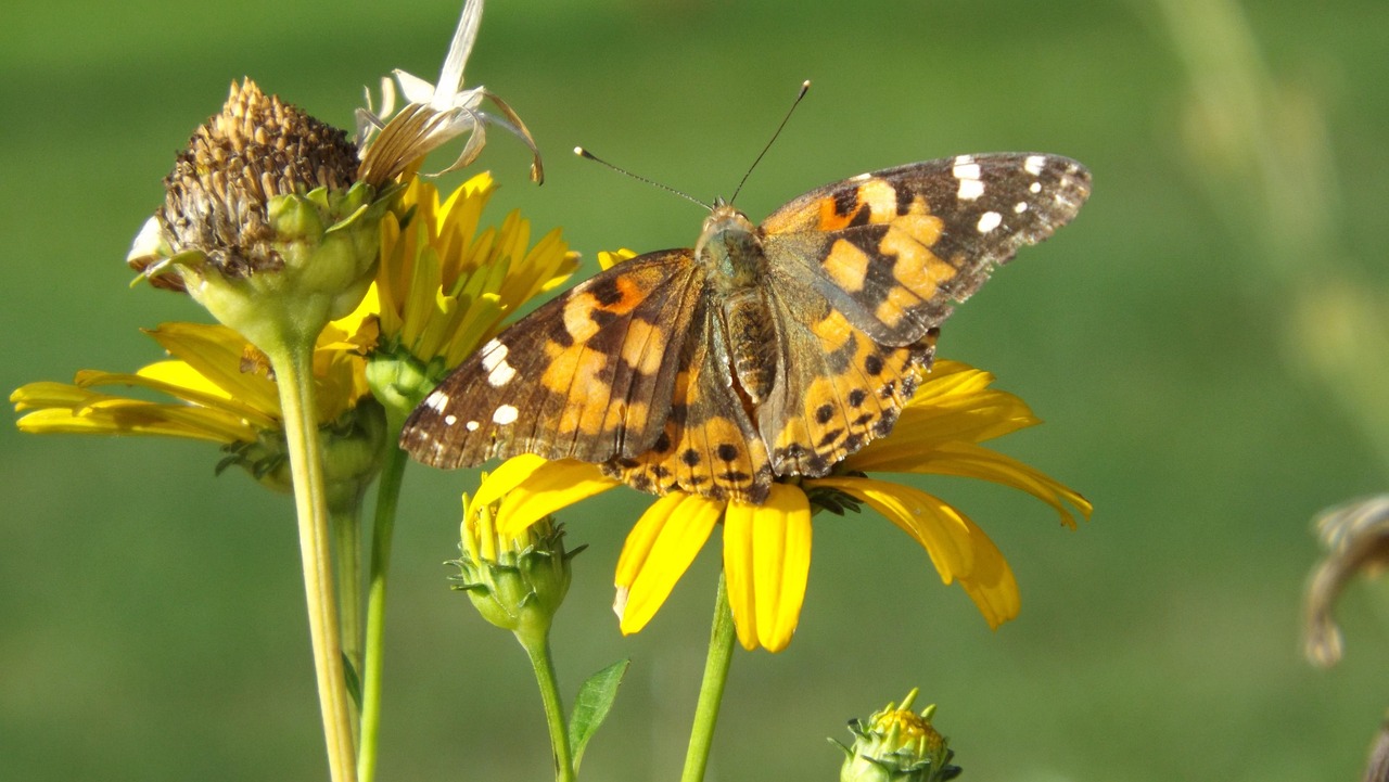 探索蝴蝶的多彩世界，蝴蝶百科图片大全大图