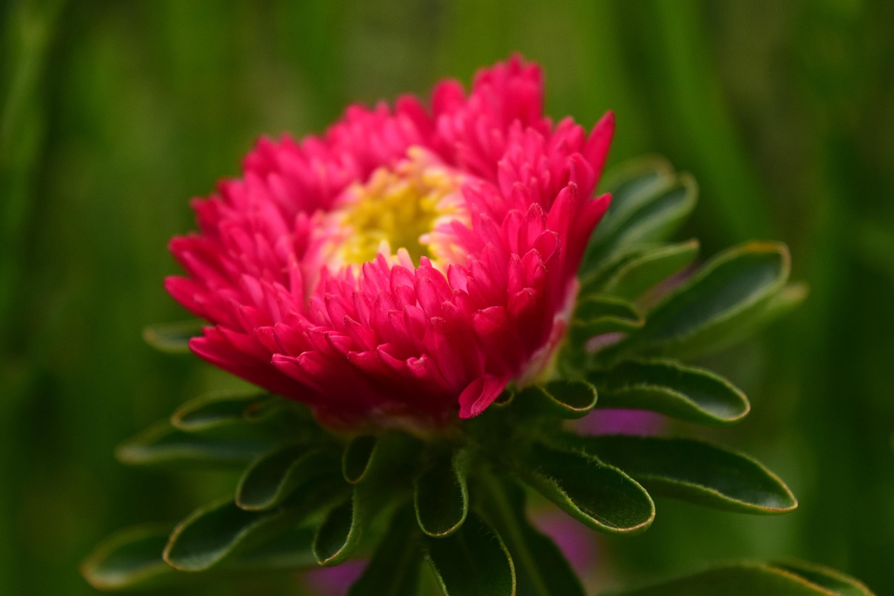 探索花卉世界，花与花之间的含义与区别