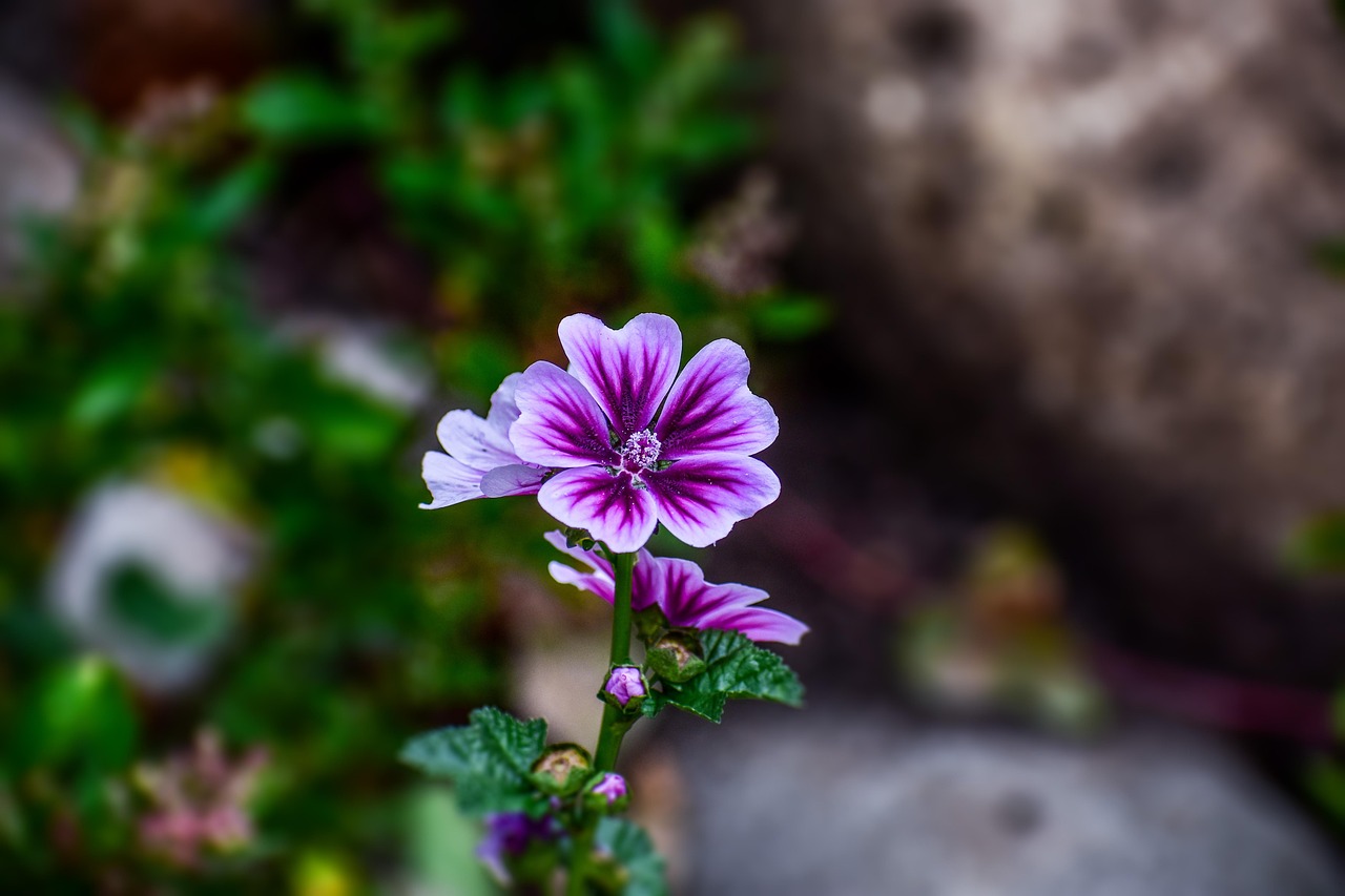 花语心绘，探索唯美文艺的花花图片世界