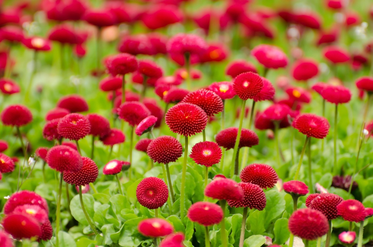 探索花语，爱情中的花卉语言与情感表达