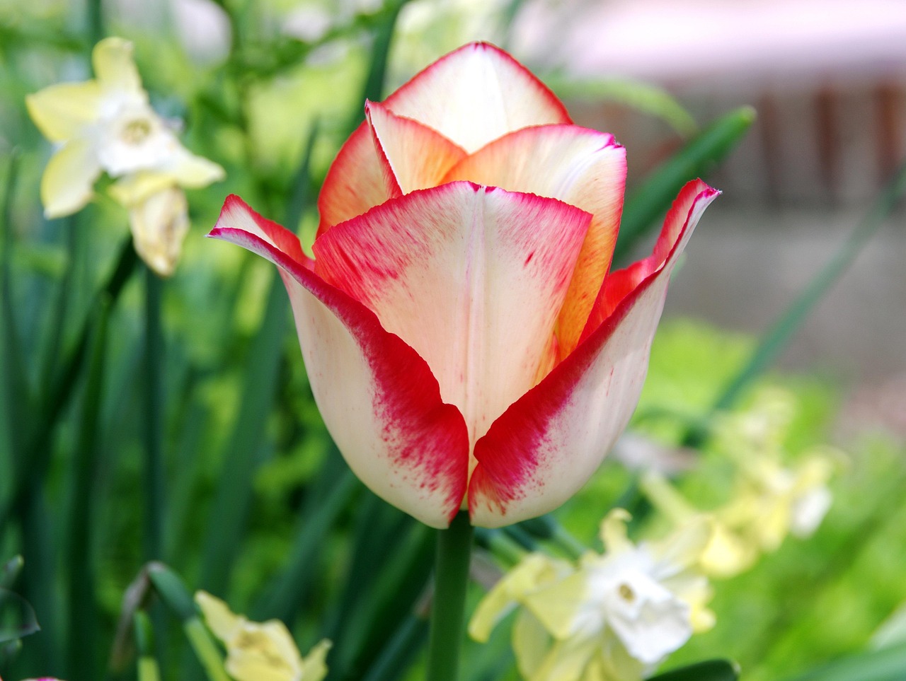 郁金香花语大全，解读花朵中的情感与象征