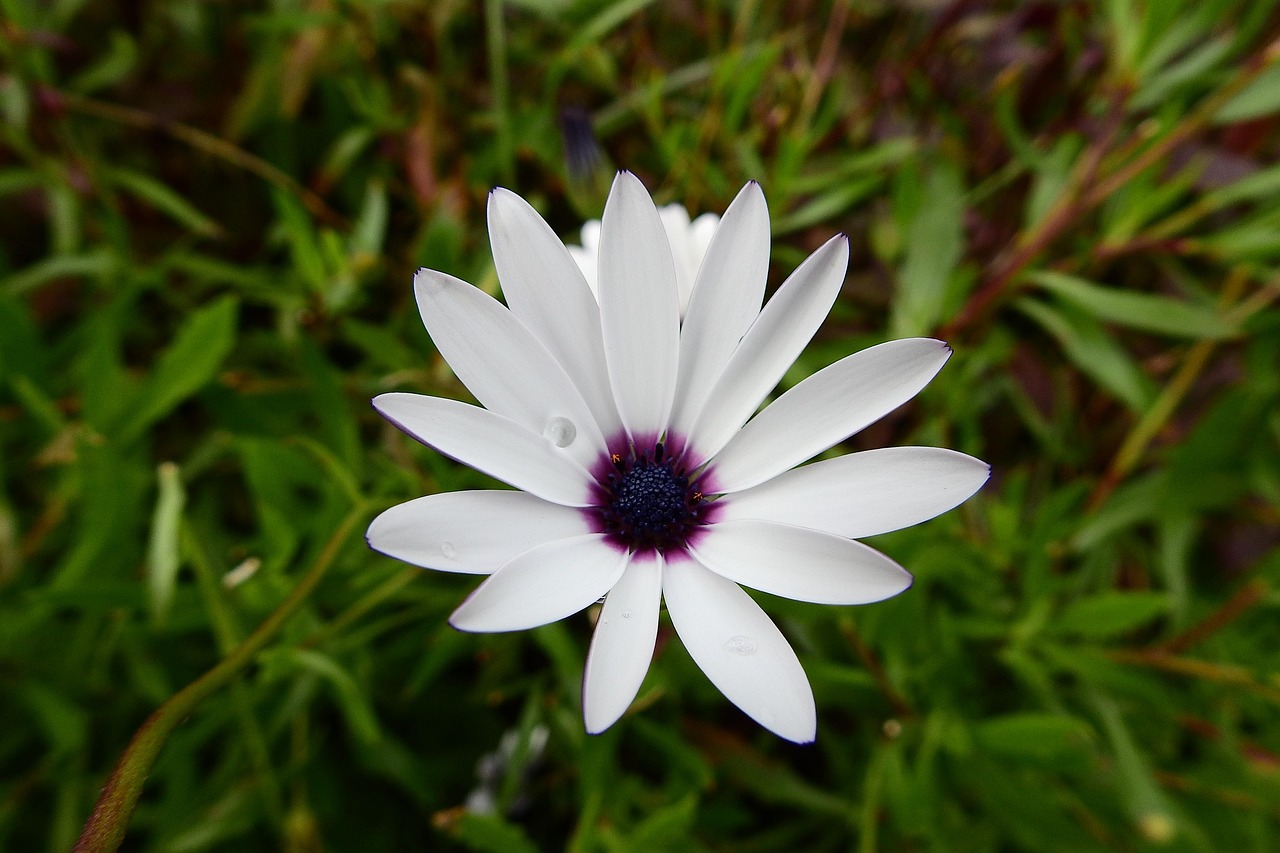 花与花语，探索花卉世界的秘密语言