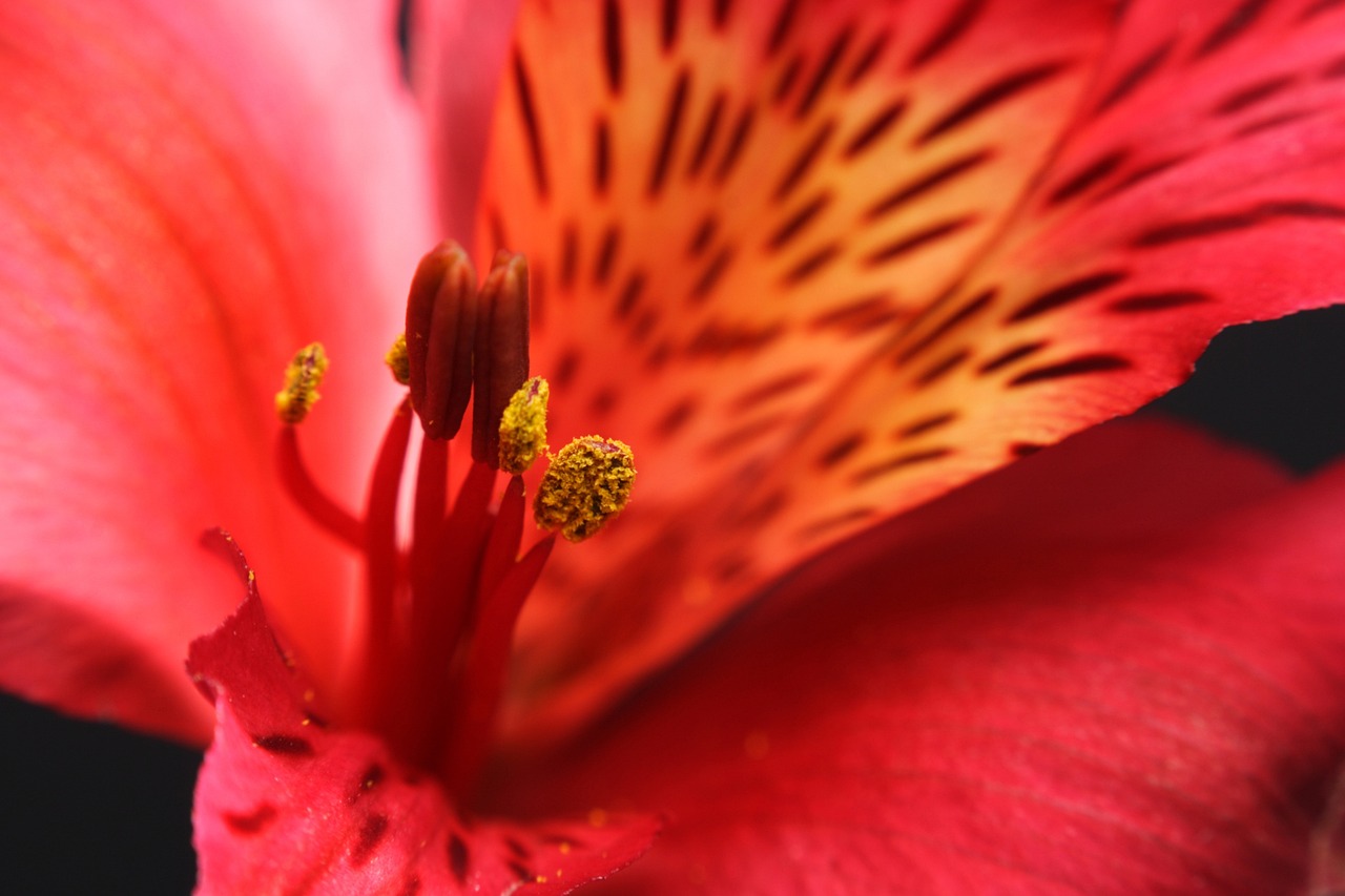 花花世界，探索图片壁纸的艺术与魅力
