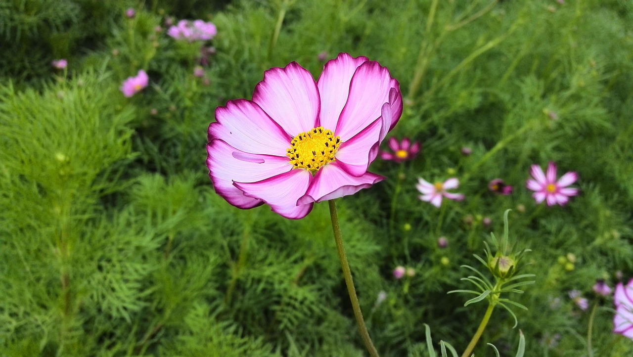 花语世界，解读花卉的语言与情感