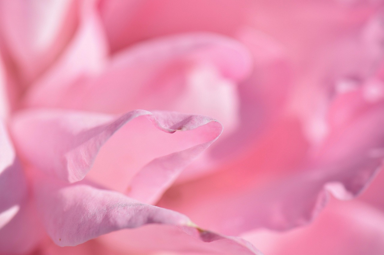 花语之爱，解读爱情中花卉的浪漫密语