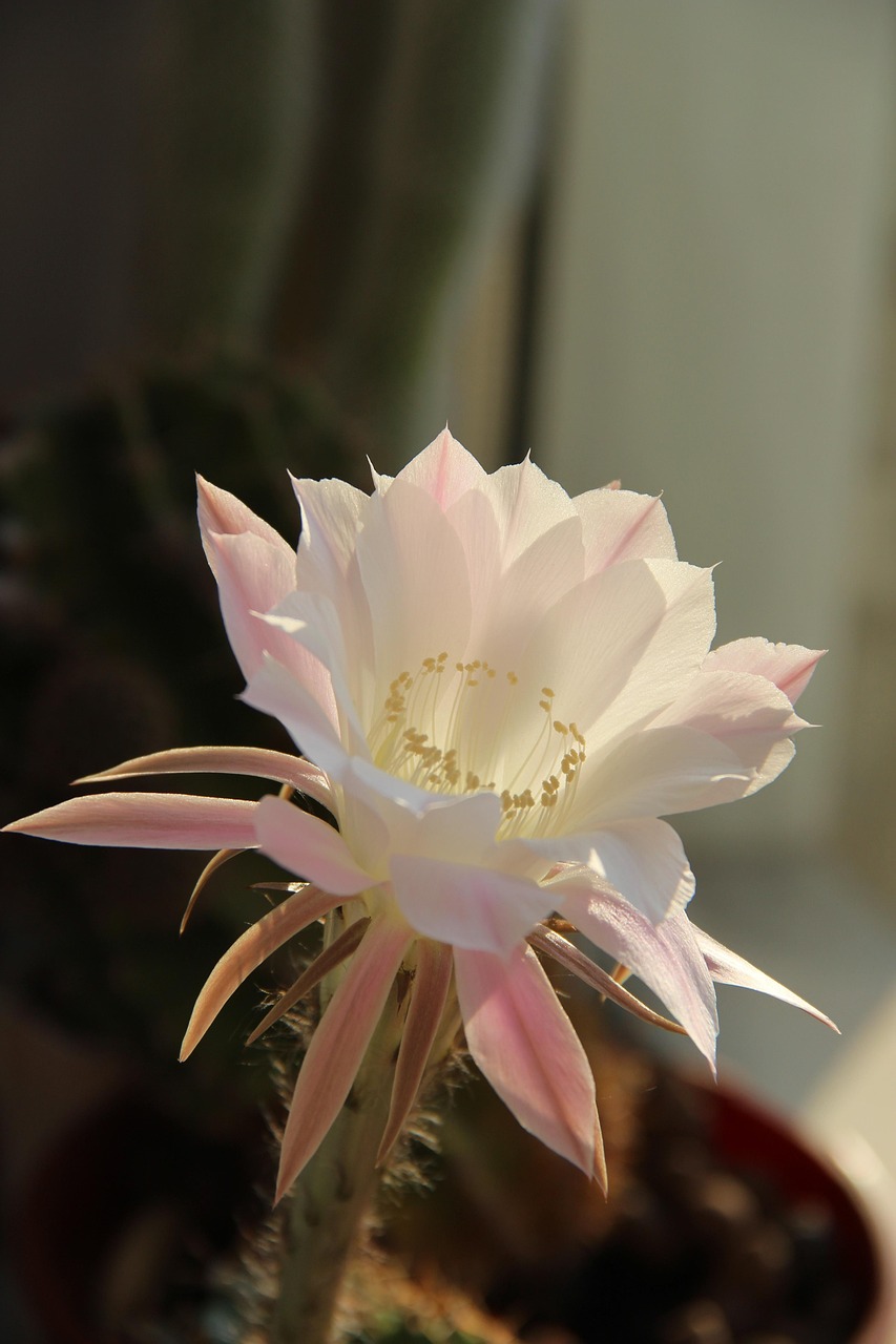 花卉百科，1000种花名与图片大赏