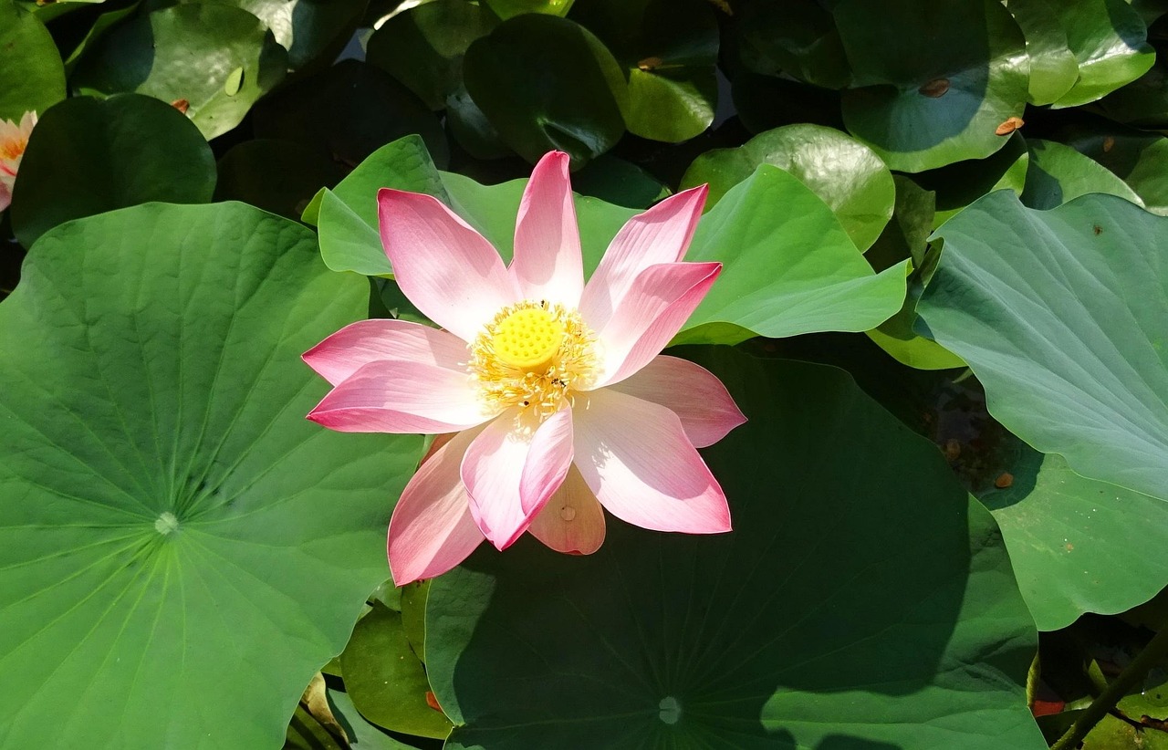 岁月静好，感悟生活，经典名句中的哲理与智慧