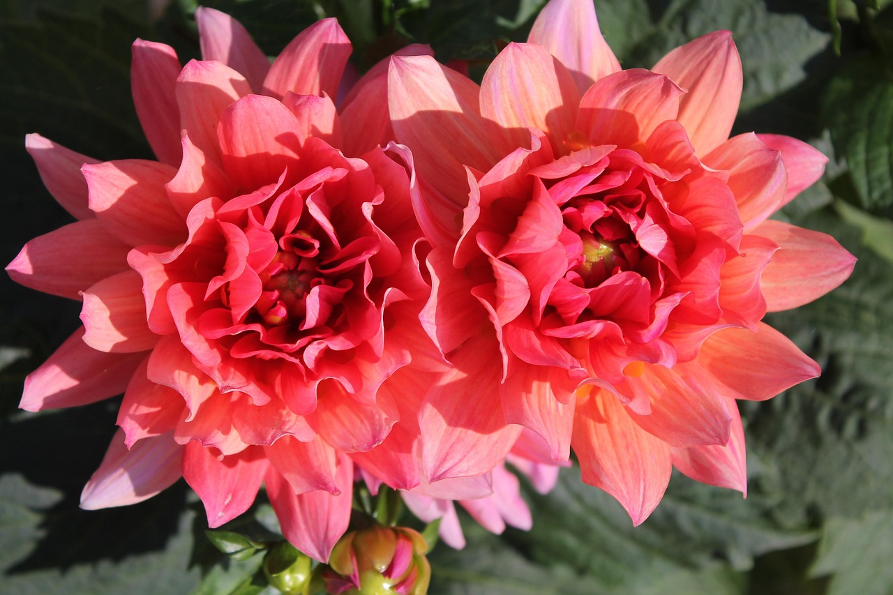探索花卉世界，1000种花名与图片大全及花语解读