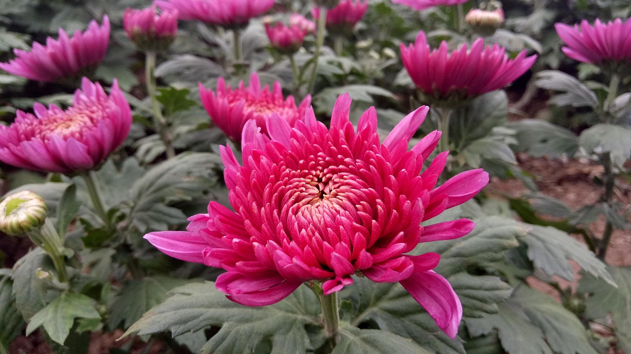探索花语的奥秘，花的象征意义与情感表达