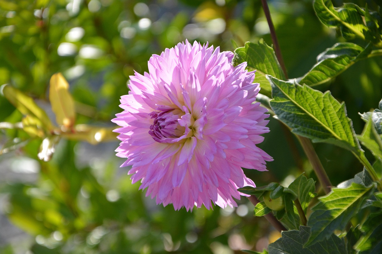 花语世界，探索花朵背后的寓意与情感